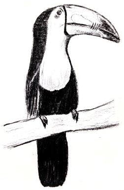 Toucan Drawing